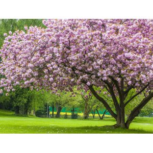 Sakura ozdobná (Prunus serrulata) ´KANZAN´ - výška 150-180 cm, kont. C18L 